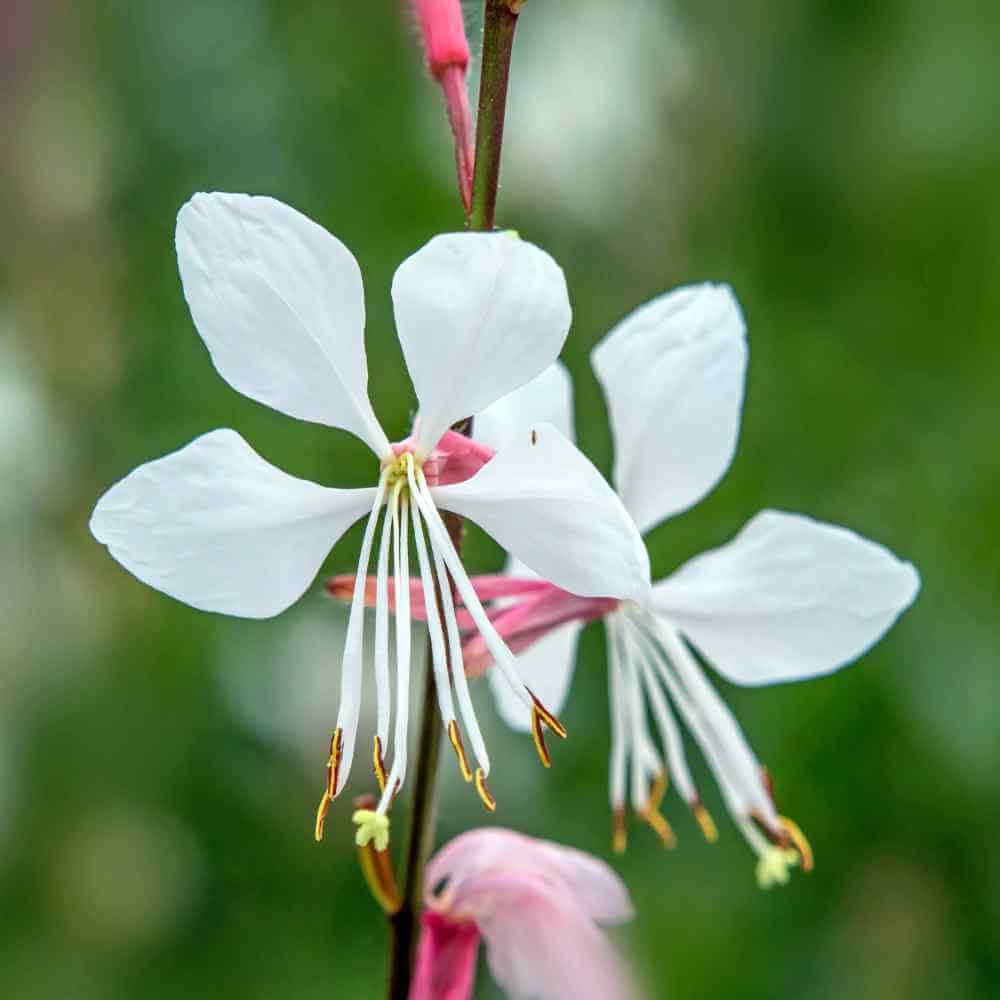 Gaura Seeds - All In One For Home Gardens
