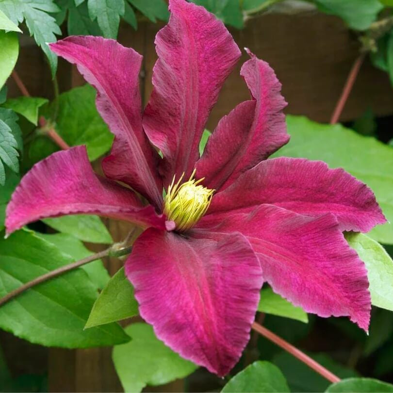 Gaura Seeds - All In One For Home Gardens