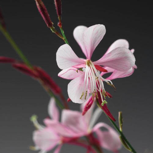 Gaura Seeds - All In One For Home Gardens