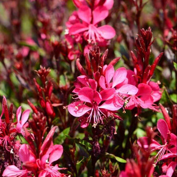 Gaura Seeds – Red