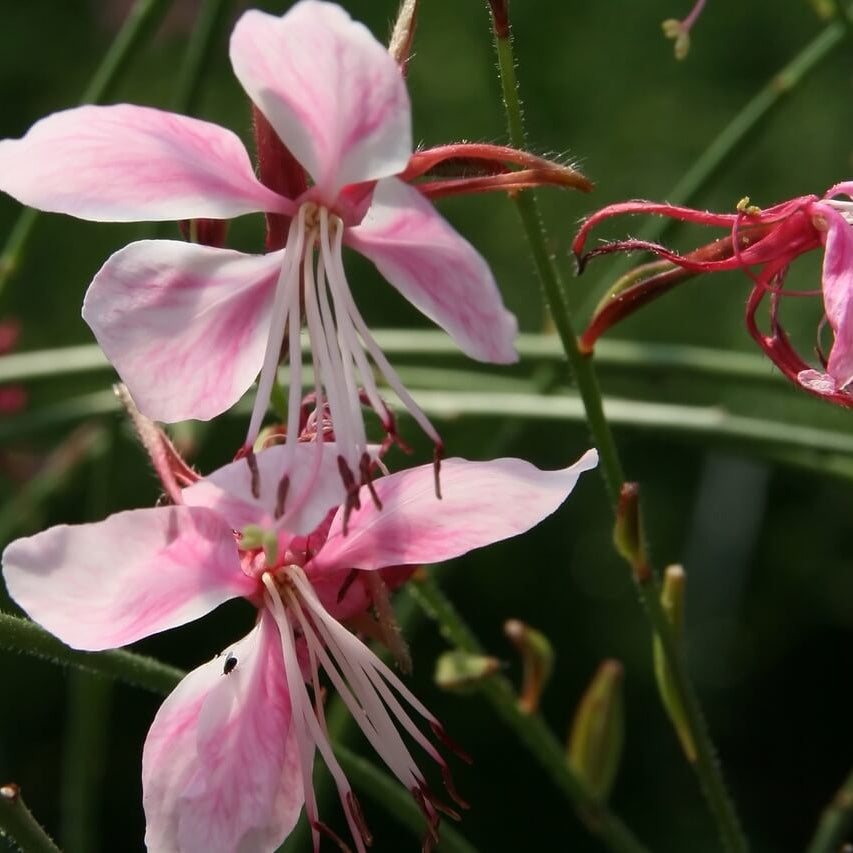 Gaura Seeds – Pink