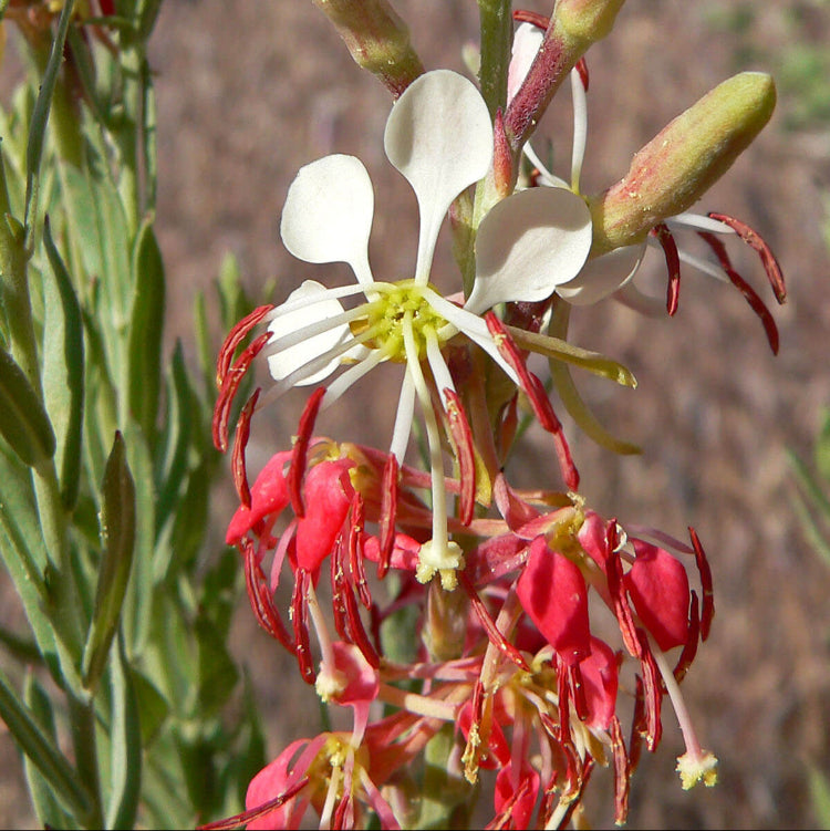 Gaura Seeds – Red