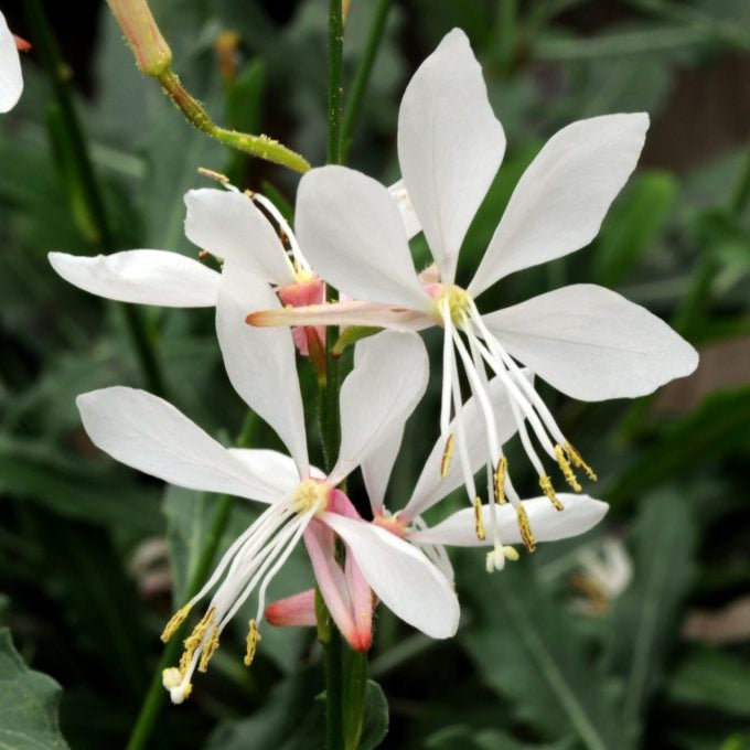 Gaura Seeds – Lindheimeri
