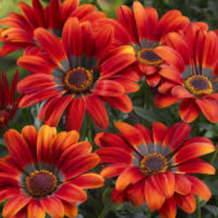 Gazania Seeds – Red Orange – Wildflower 