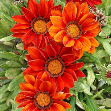 Gazania Seeds – Red Orange – Wildflower 