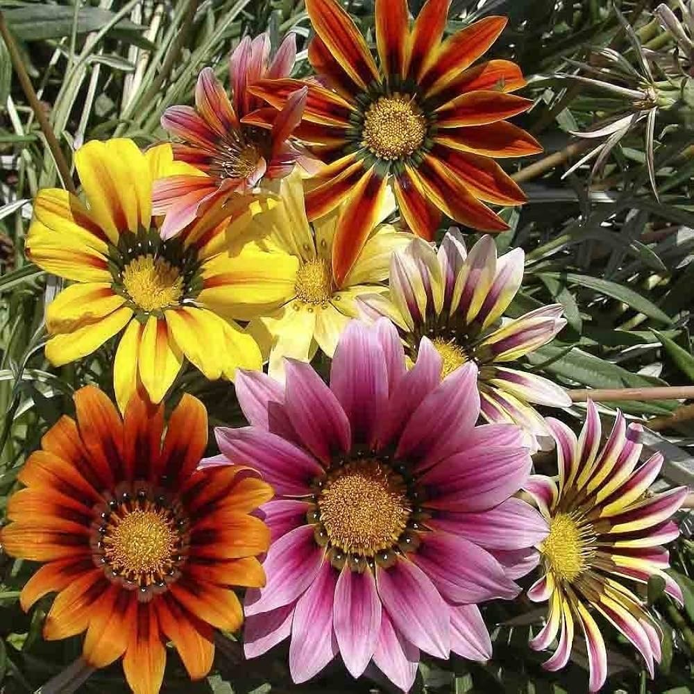 Gazania Seeds – Treasure
