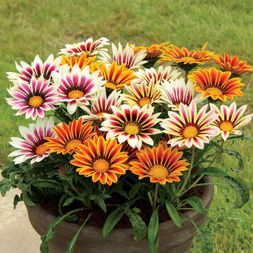 Gazania Seeds – Treasure
