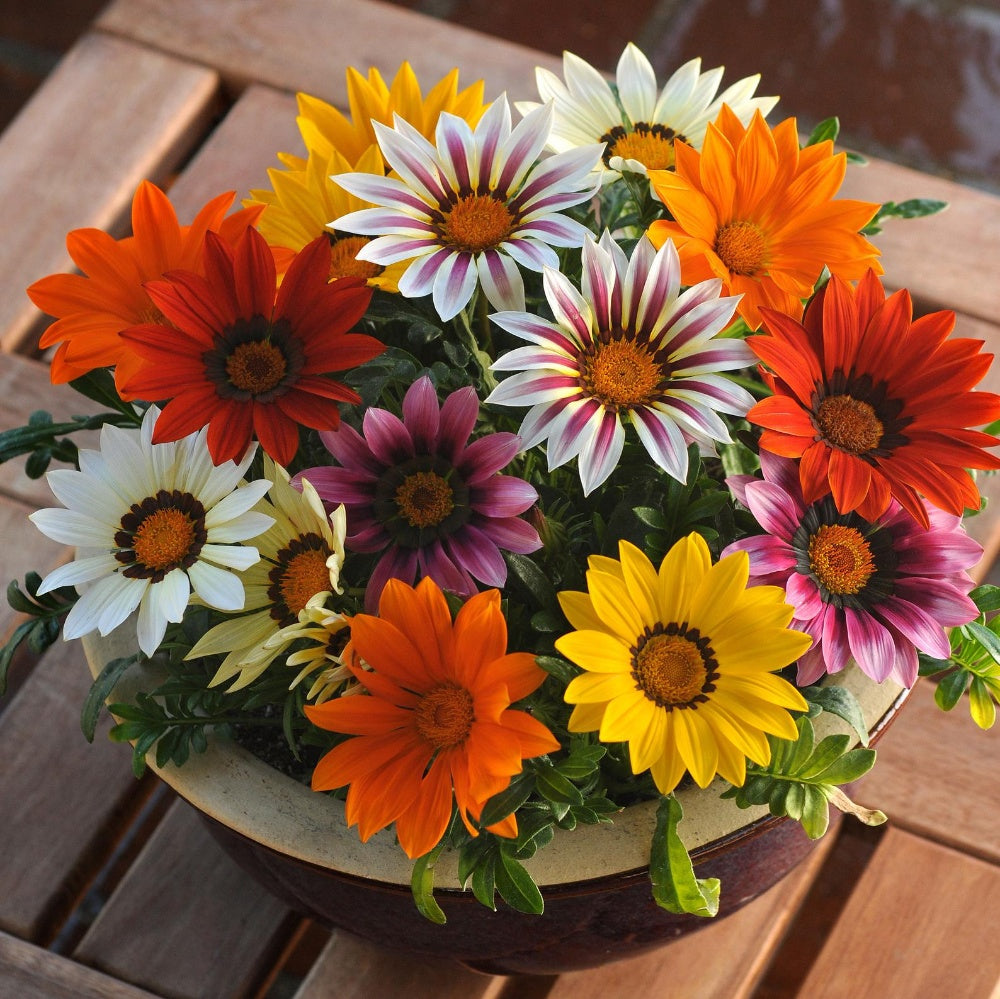 Gazania Seeds – Treasure
