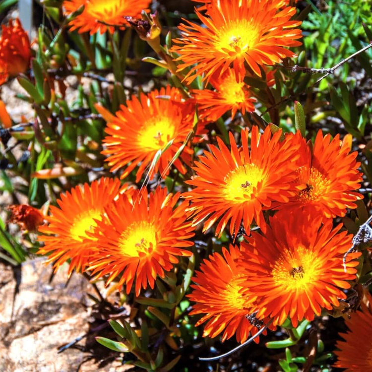 Gelato Orange Livingstone Daisy Seeds - Flower Plant