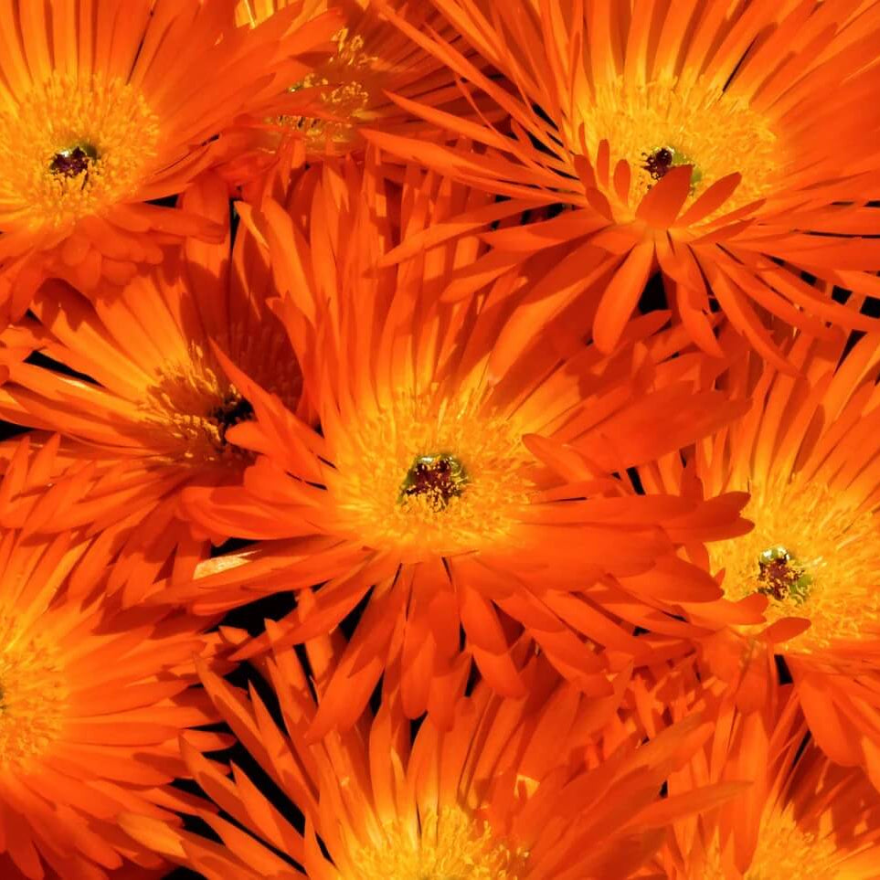 Gelato Orange Livingstone Daisy Seeds - Flower Plant