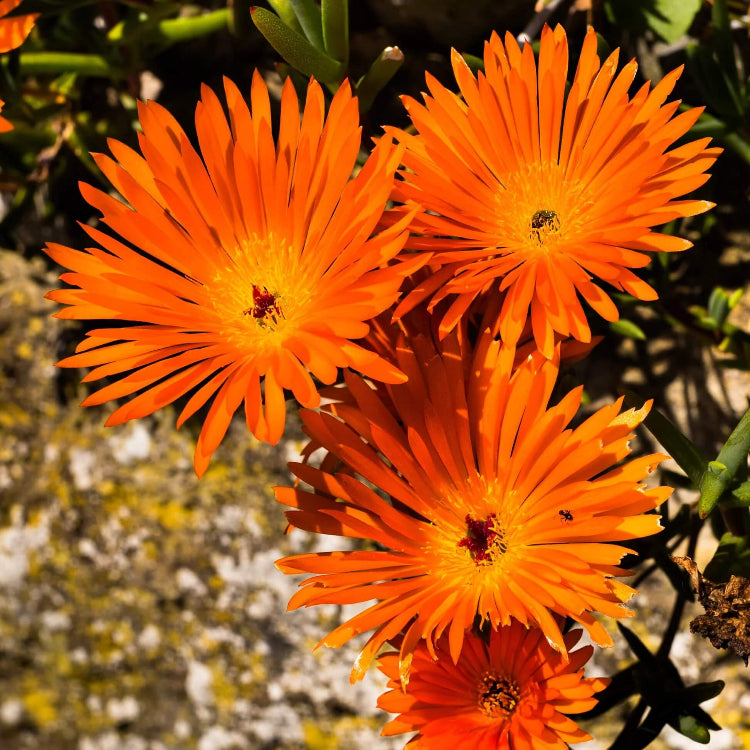 Gelato Orange Livingstone Daisy Seeds - Flower Plant