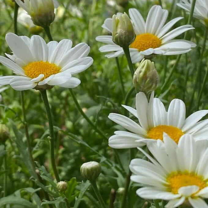 Gemalten Daisy Seeds – Butterfly-Attracting Wildflower Mix