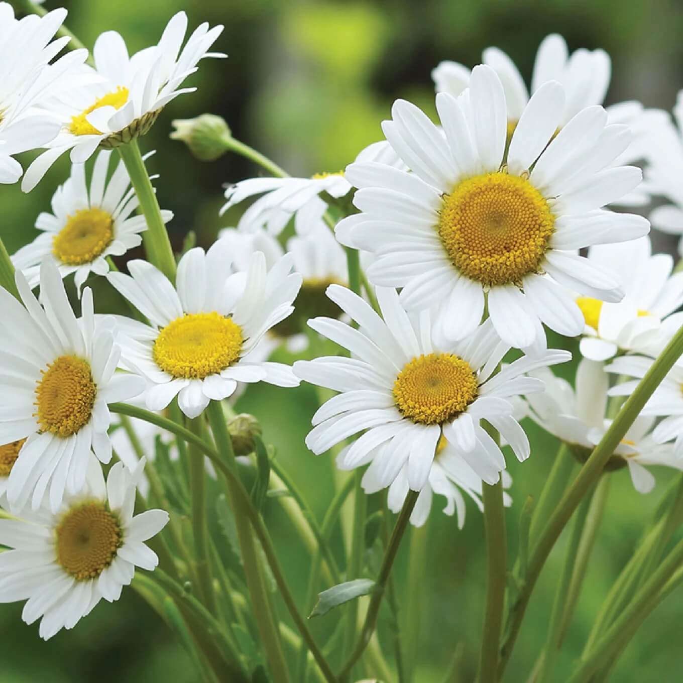 Gemalten Daisy Seeds – Butterfly-Attracting Wildflower Mix