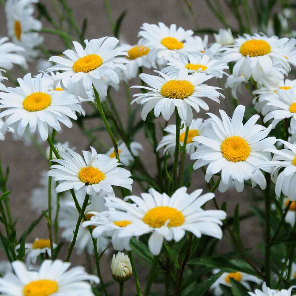 Gemalten Daisy Seeds – Butterfly-Attracting Wildflower Mix