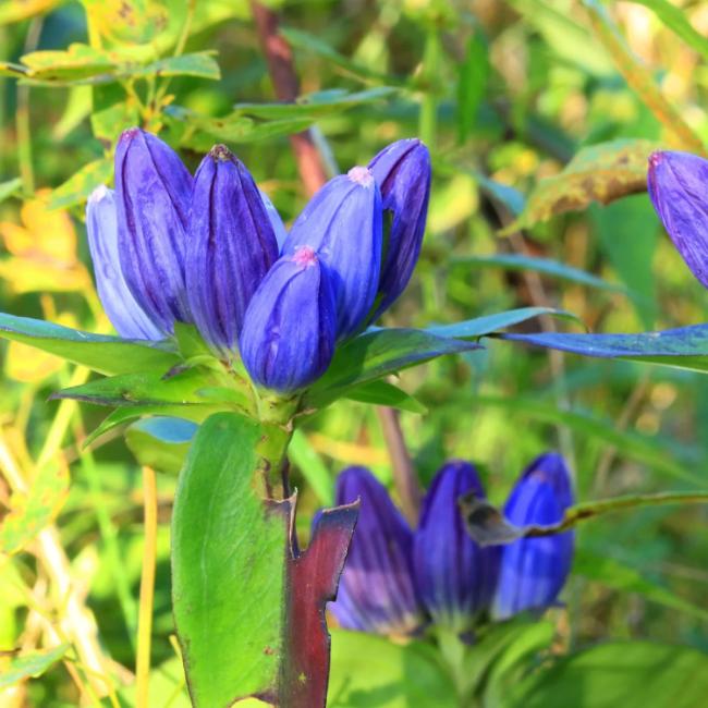Gentian Seeds – Bottle
