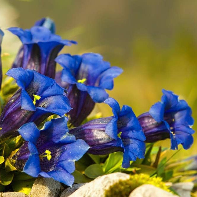 Gentian Seeds – Dark Blue
