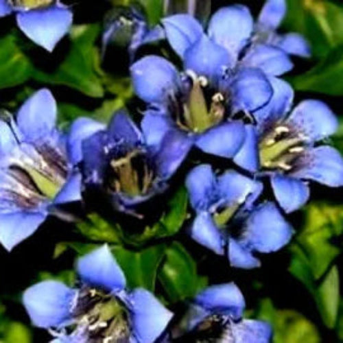Gentian Seeds – Dark Blue
