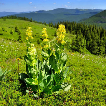 Gentian Seeds - All In One For Home Gardens