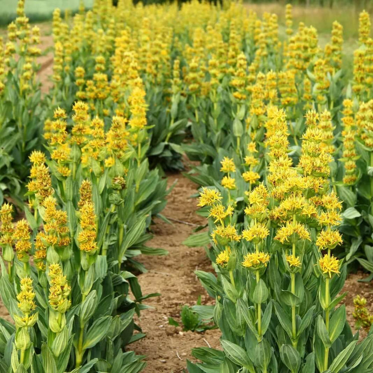 Gentian Seeds - All In One For Home Gardens