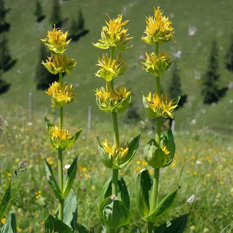 Gentian Seeds - All In One For Home Gardens