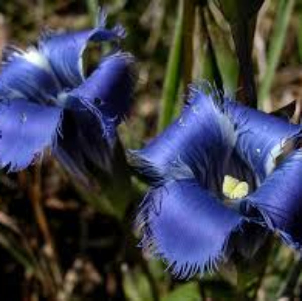 Gentian Seeds – Blue Fringed