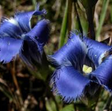 Gentian Seeds – Blue Fringed