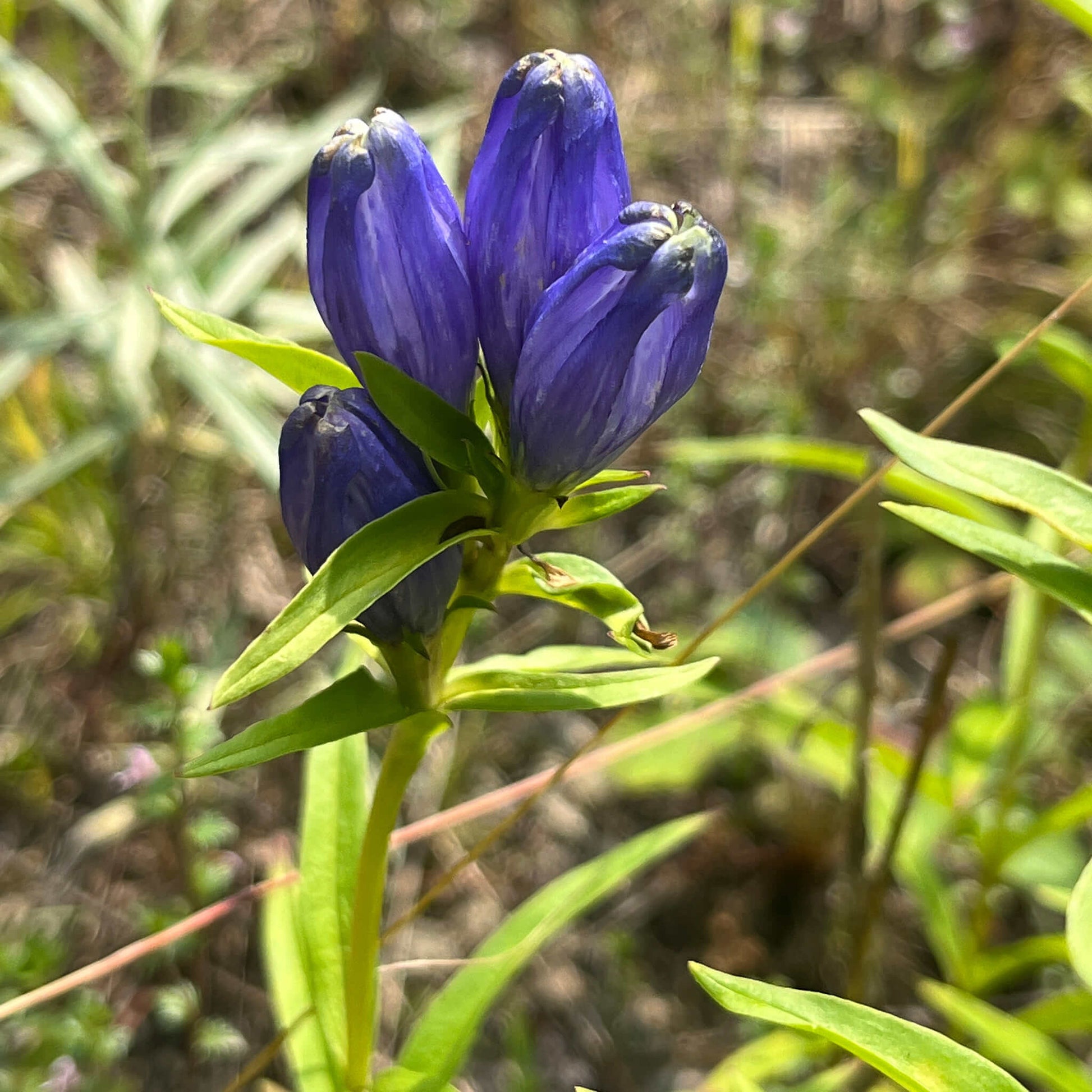 Gentian Seeds – Bottle
