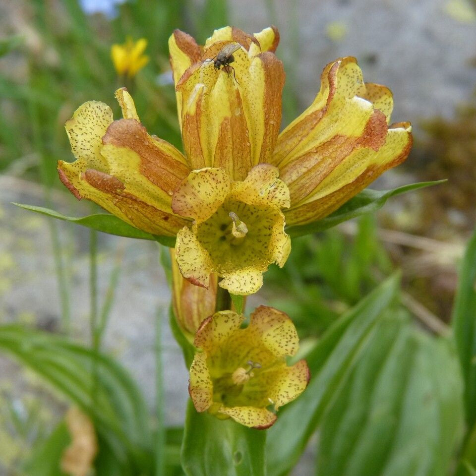 Gentian Seeds – Spotted
