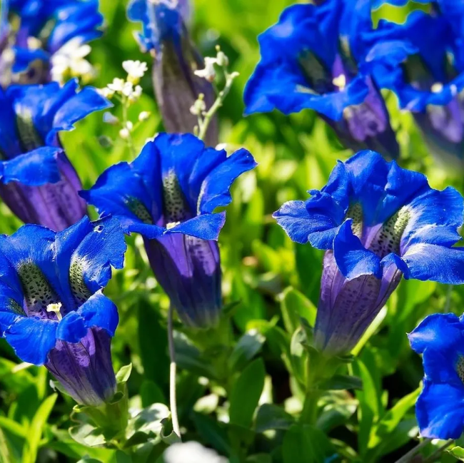 Gentiana Seeds – Scabra
