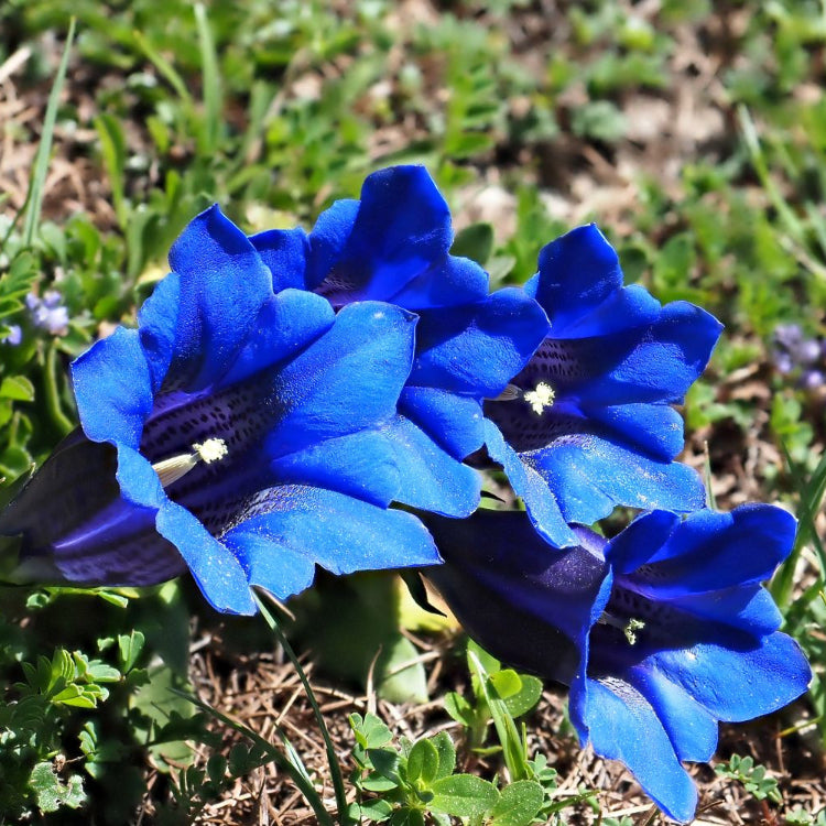 Gentiana Seeds – Scabra
