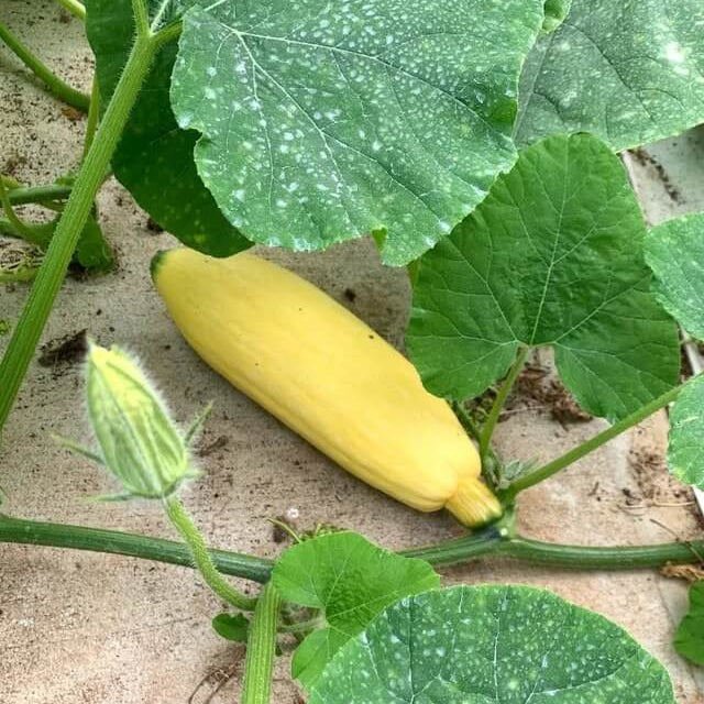 Georgia Candy Rooster Squash Seeds - Vegetable Plant