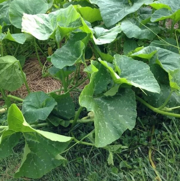 Georgia Candy Rooster Squash Seeds - Vegetable Plant