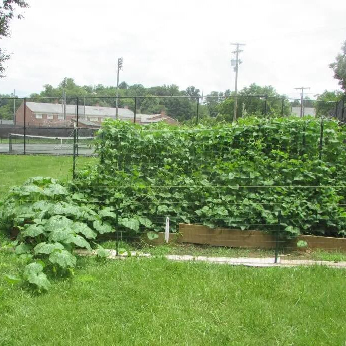 Georgia Candy Rooster Squash Seeds - Vegetable Plant
