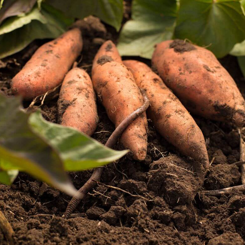 Georgia Jet Sweet Potato Seeds - Vegetable Plant