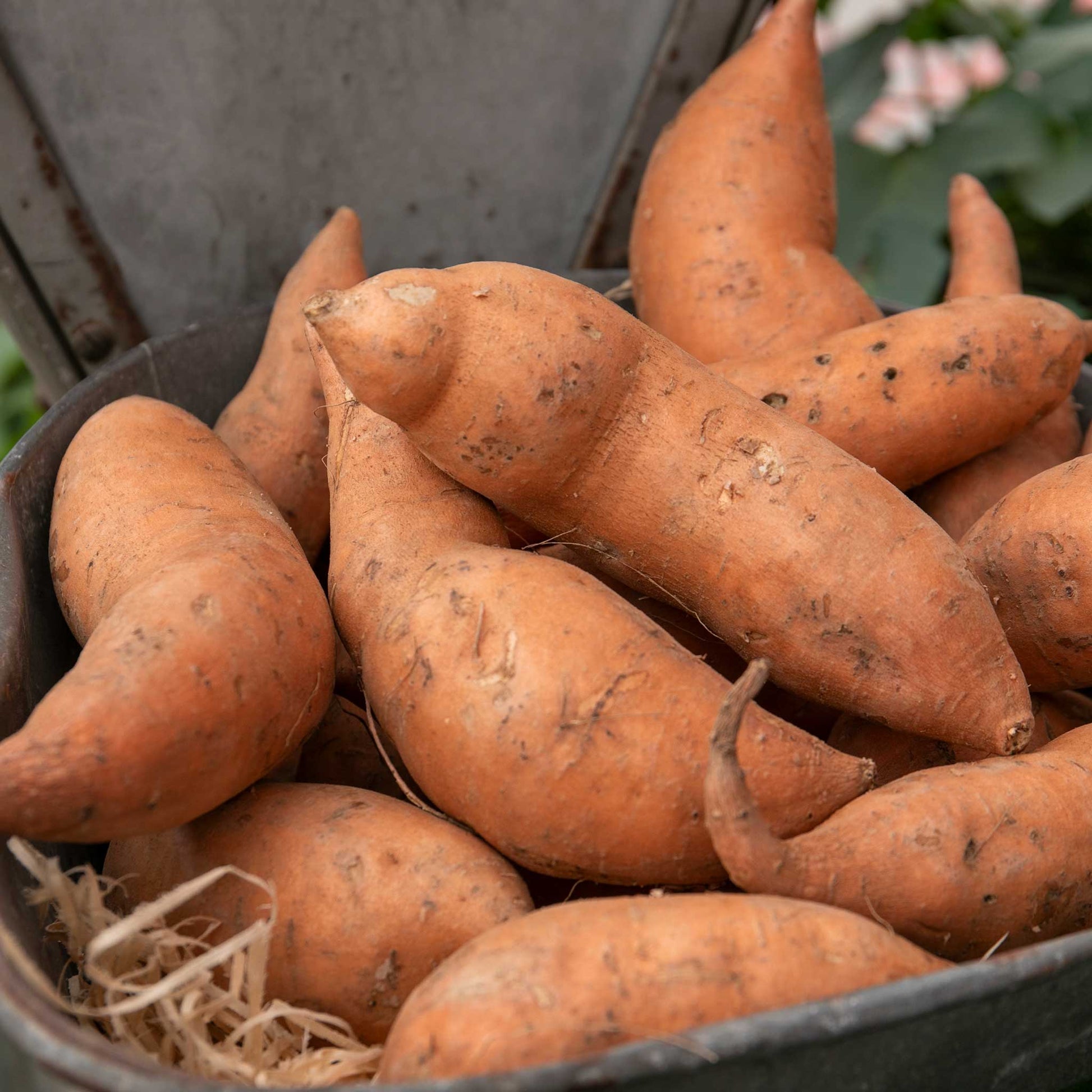 Georgia Jet Sweet Potato Seeds - Vegetable Plant