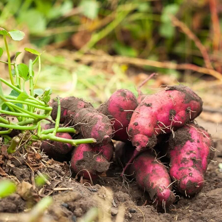 Georgia Jet Sweet Potato Seeds - Vegetable Plant