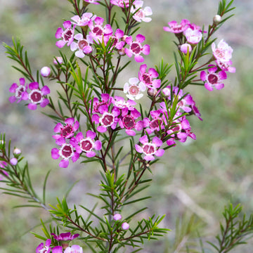 Geraldton Wax Seeds - Flower Plant