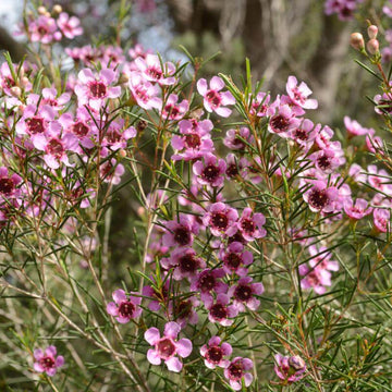 Geraldton Wax Seeds - Flower Plant