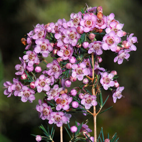 Geraldton Wax Seeds - Flower Plant
