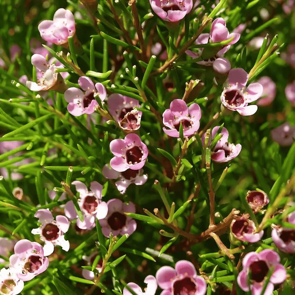 Geraldton Wax Seeds - Flower Plant