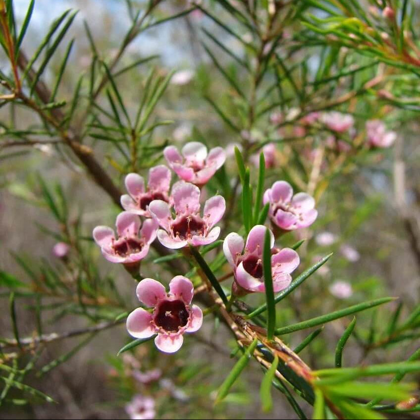 Geraldton Wax Seeds - Flower Plant