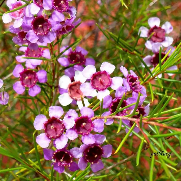 Geraldton Wax Seeds - Flower Plant