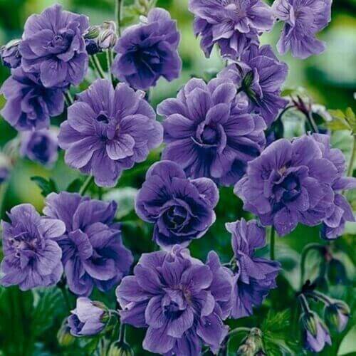 Geranium Seeds - Blue Univalve