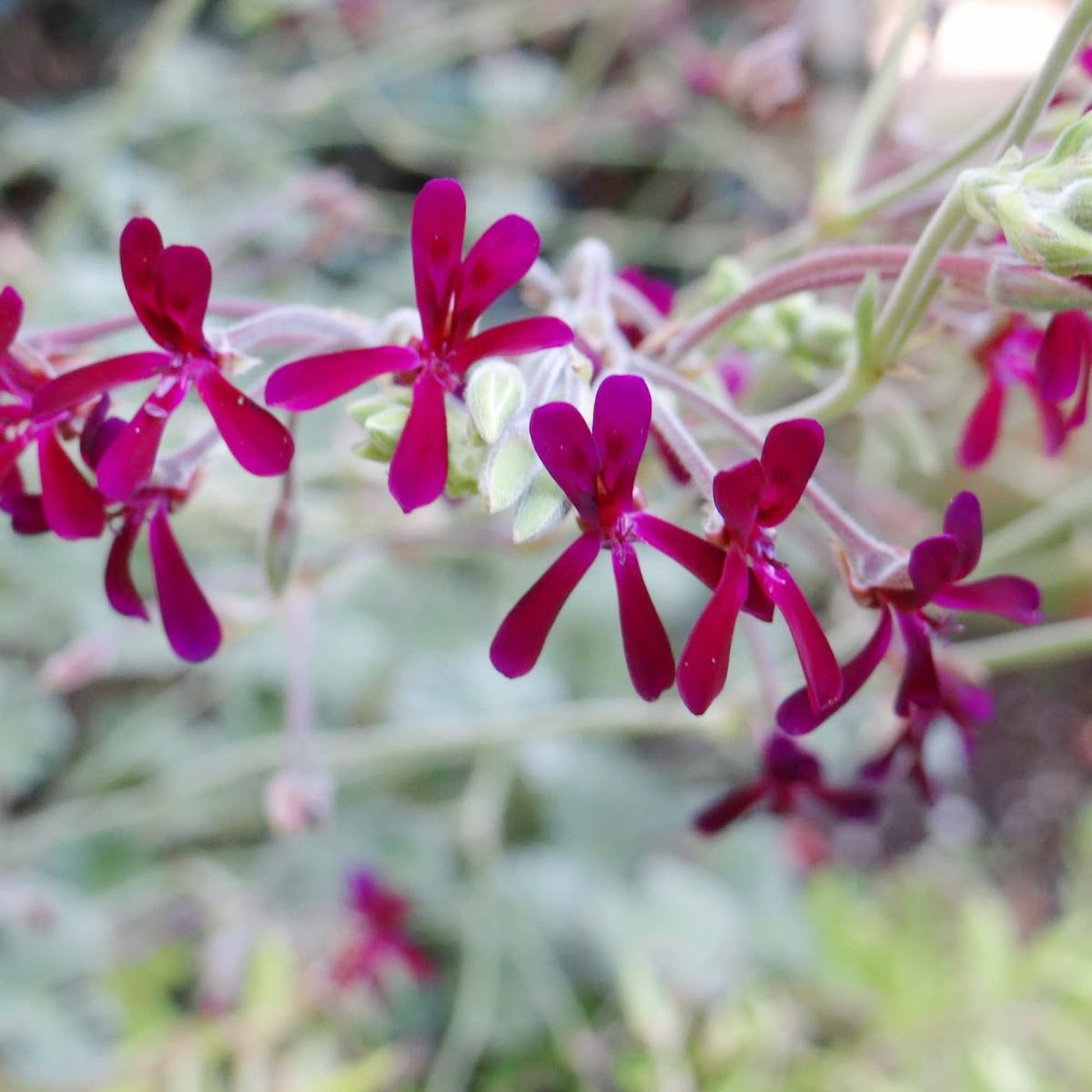 Geranium Seeds - African
