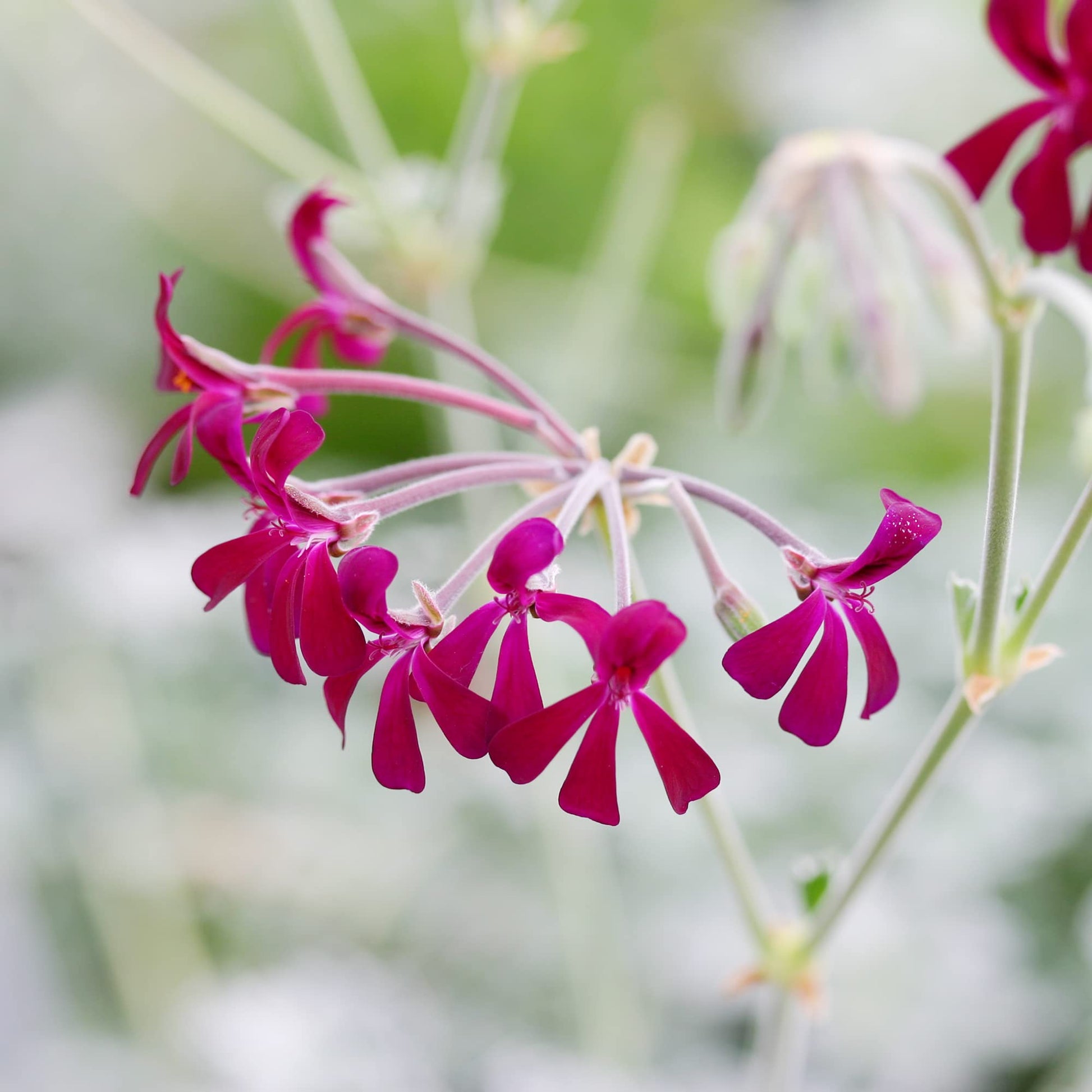 Geranium Seeds - African

