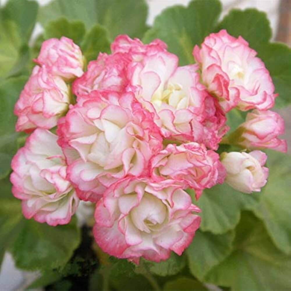 Geranium Seeds - Apple Blossom Light Pink