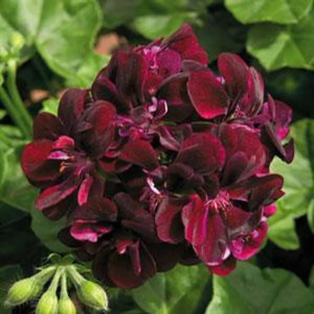 Geranium Seeds - Chocolate
