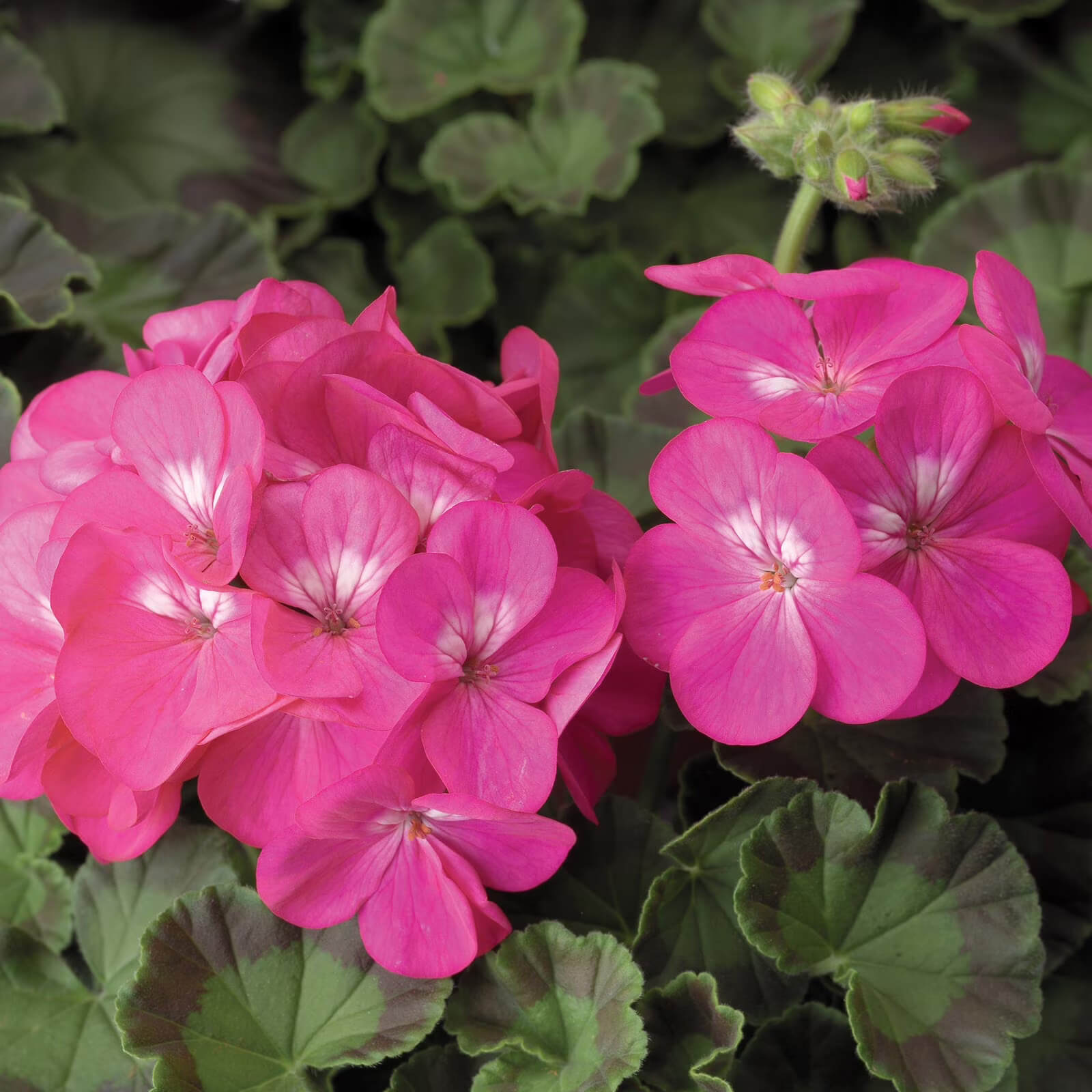 Geranium Seeds - Dark Pink