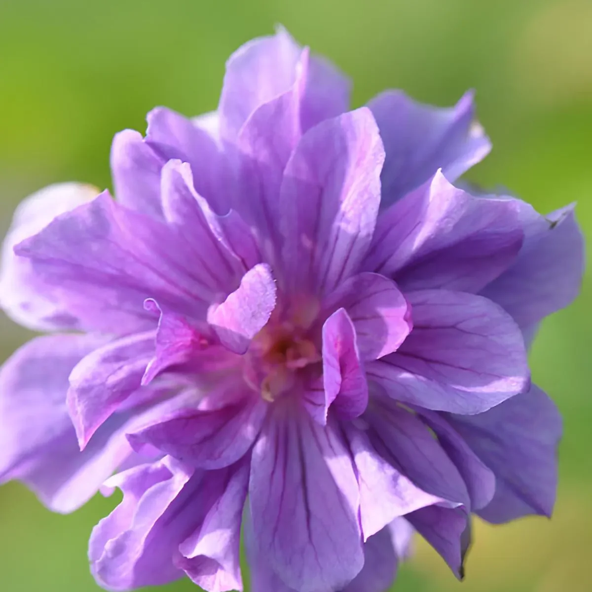 Geranium Seeds - Double Purple
