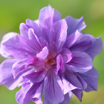 Geranium Seeds - Double Purple
